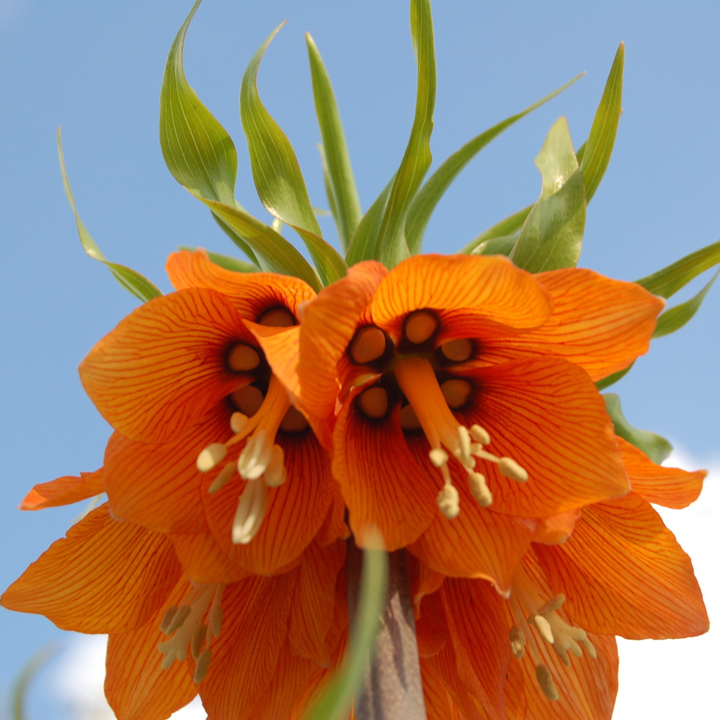 На поляне красивый цветок рябчик императорский