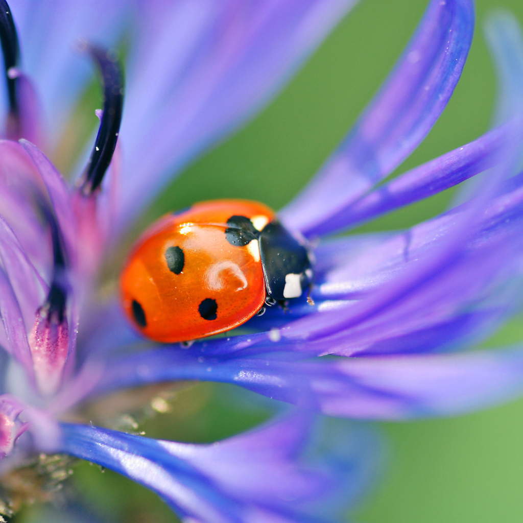 На поляне красивый цветок василек