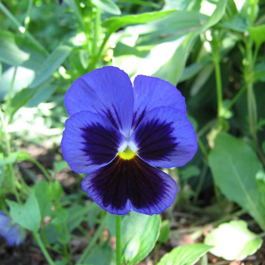 Красивый цветок анютины глазки