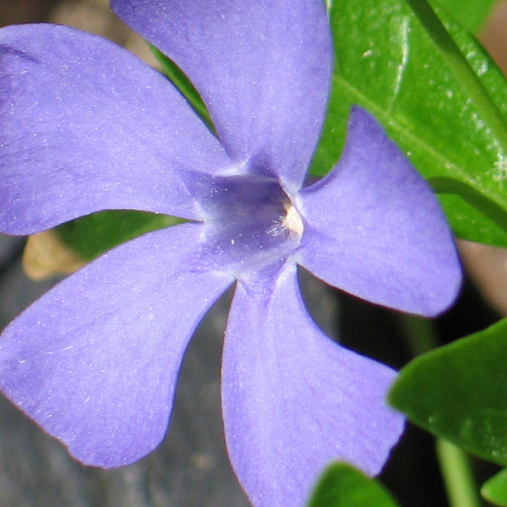 Красивый цветок барвинок на дачном участке