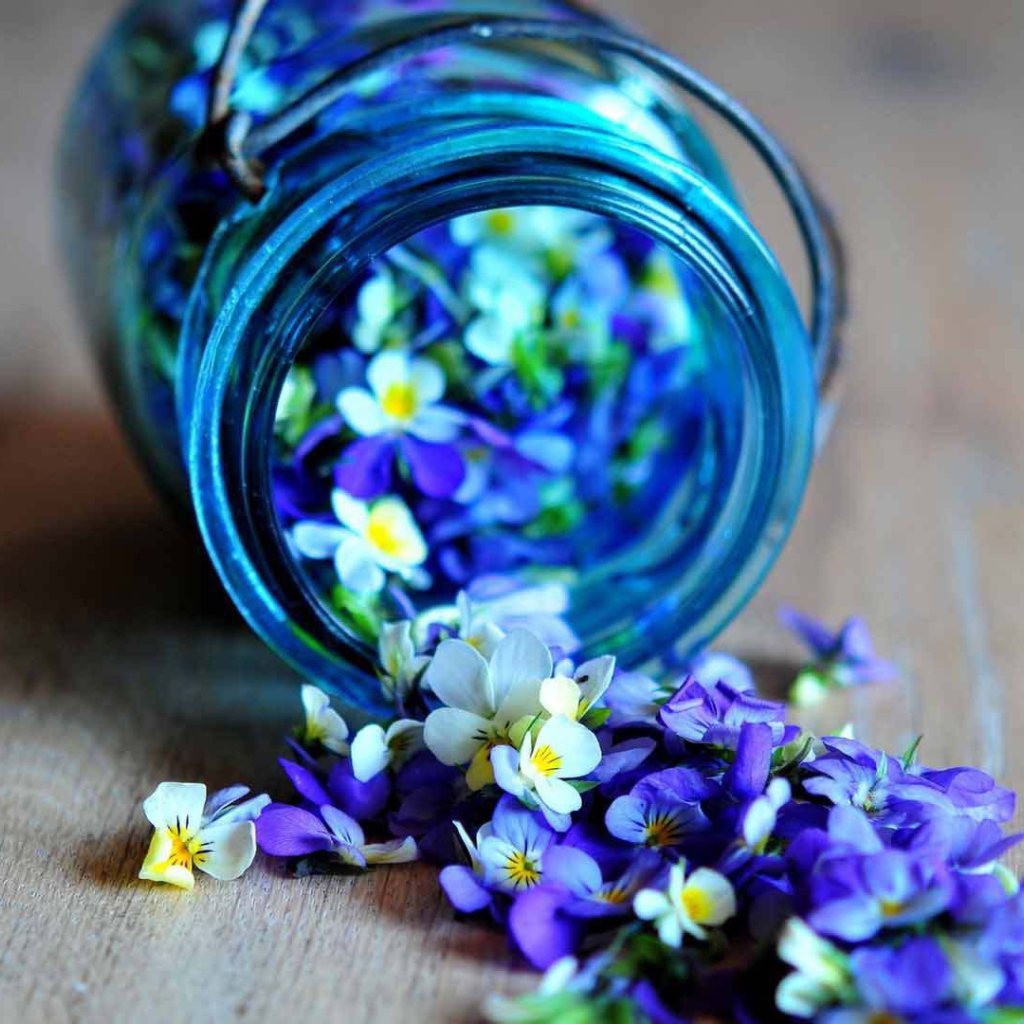 Красивые лепестки цветка виола