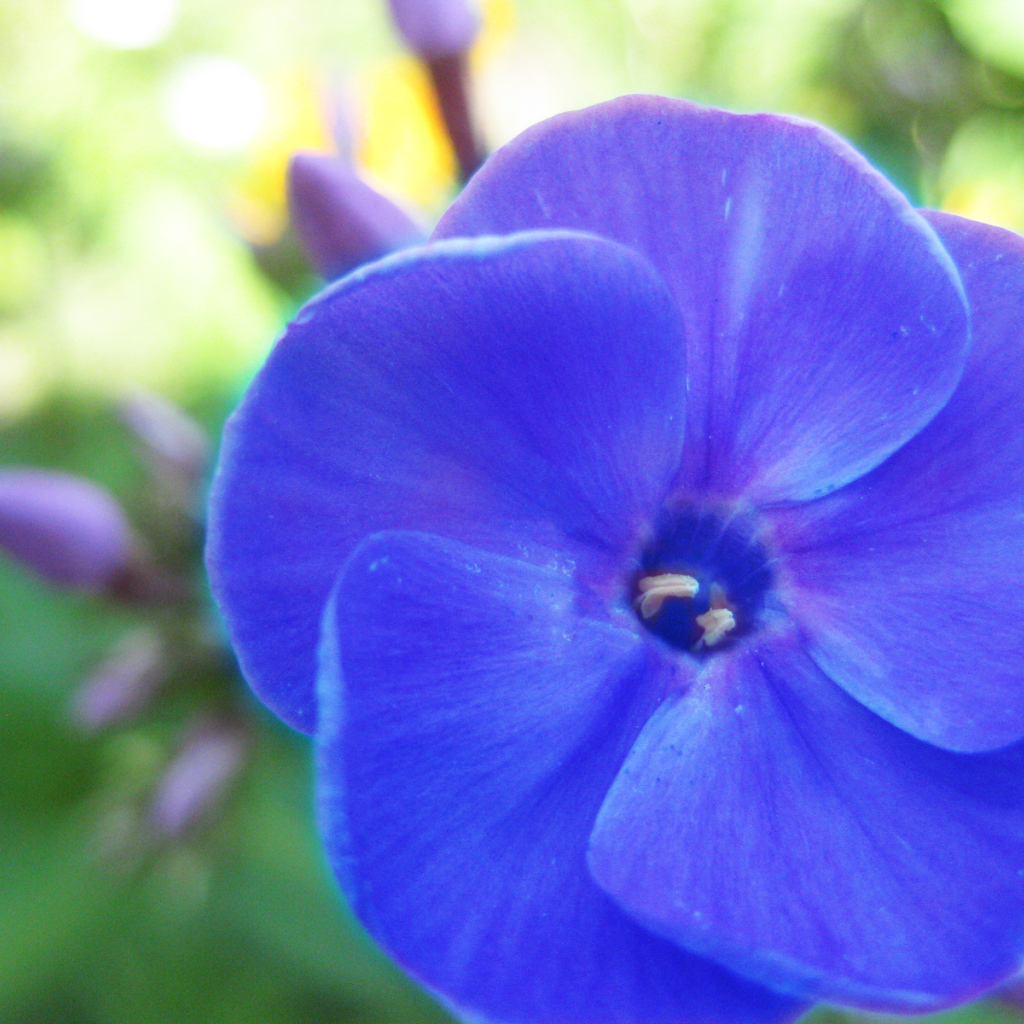 Красивый цветок флокс на поляне