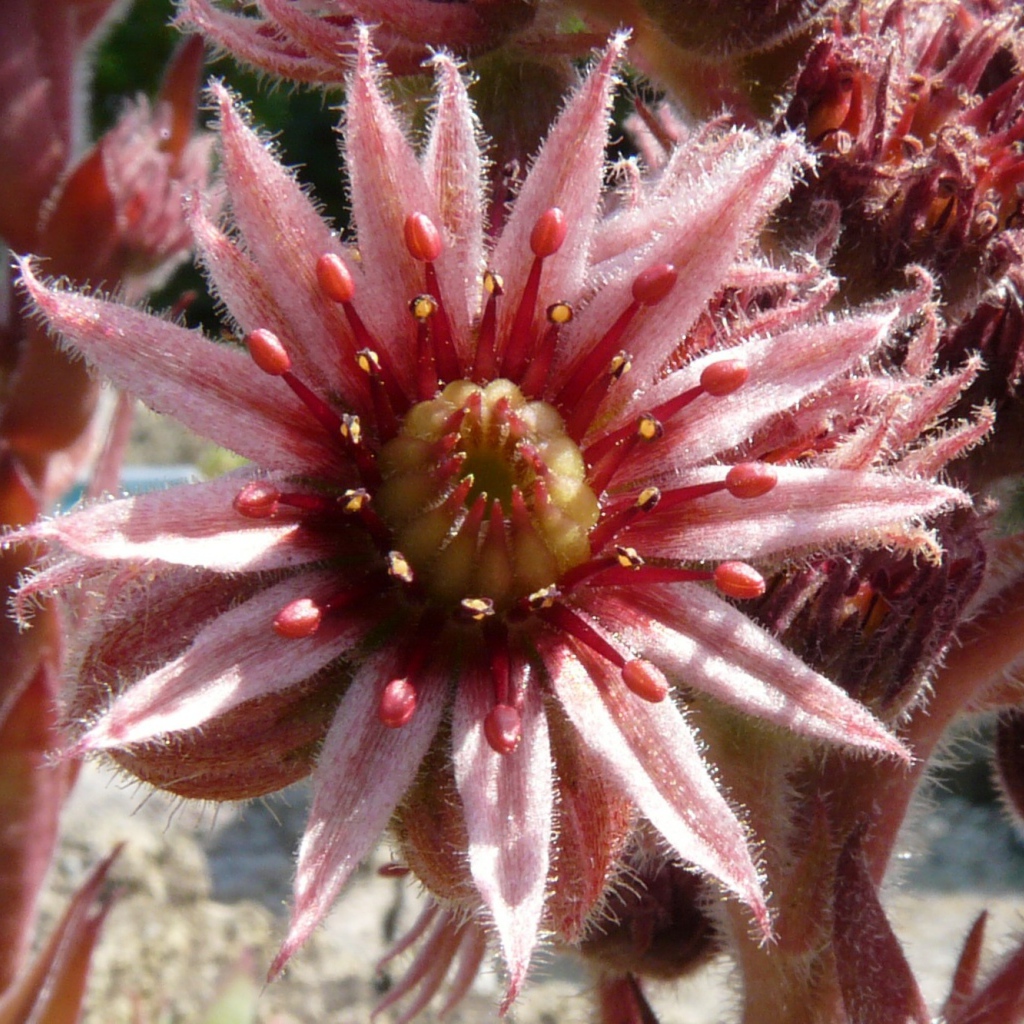 Красивый цветок молодило