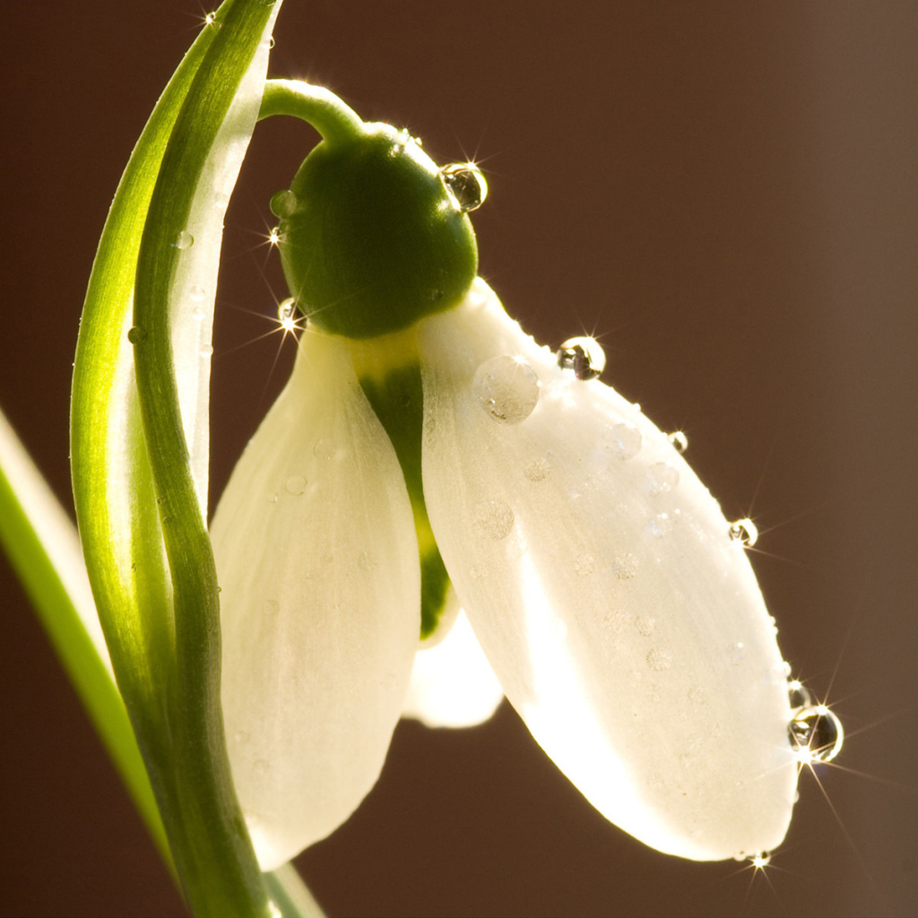 Красивый цветок подснежник