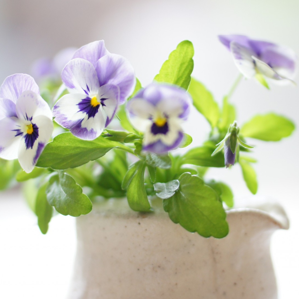 Красивые цветы