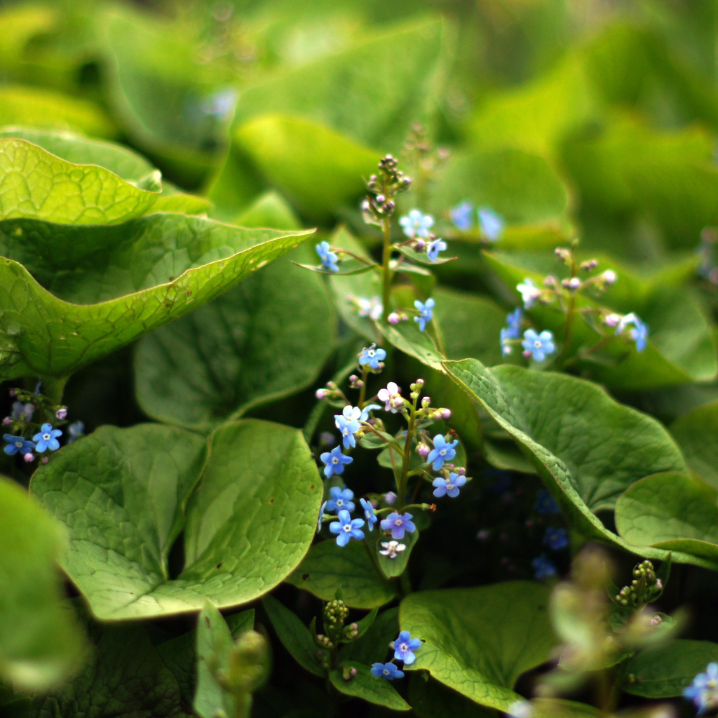 Красивые цветы бруннера