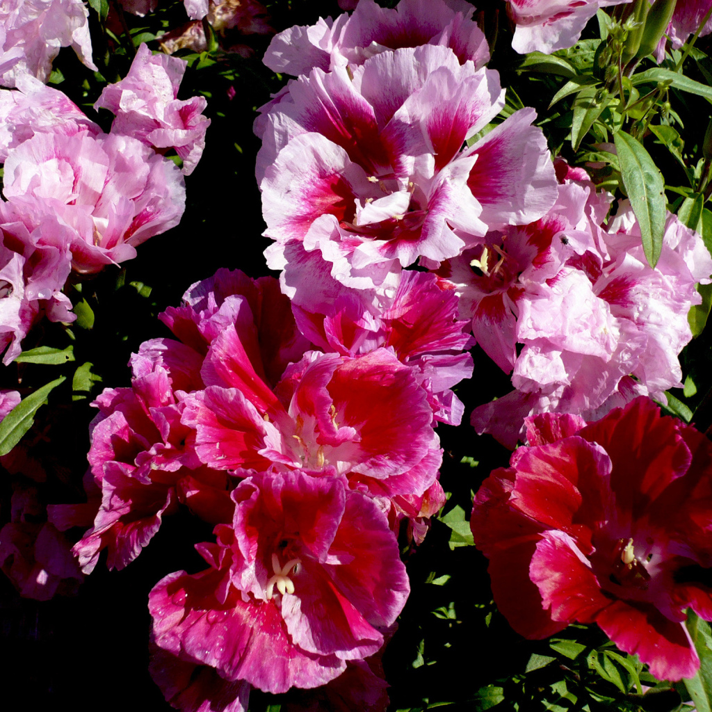 Красивые цветы кларкия (годеция) в саду