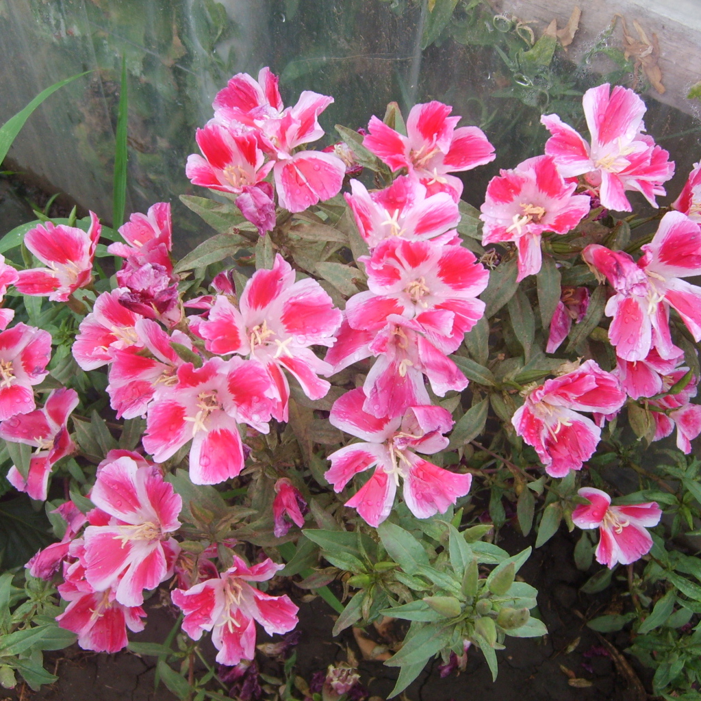 Красивые цветы кларкия (годеция) в парке