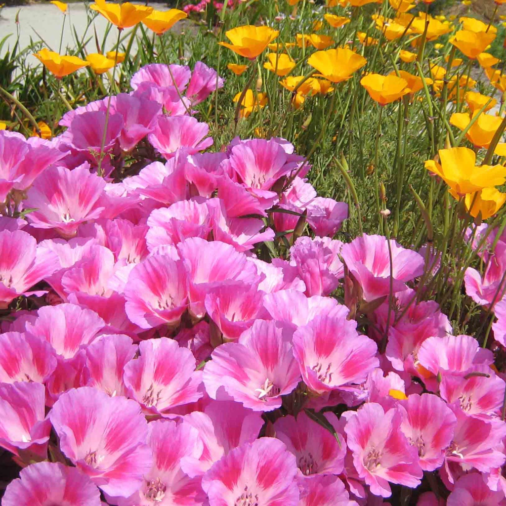 Красивые цветы кларкия (годеция) на поляне