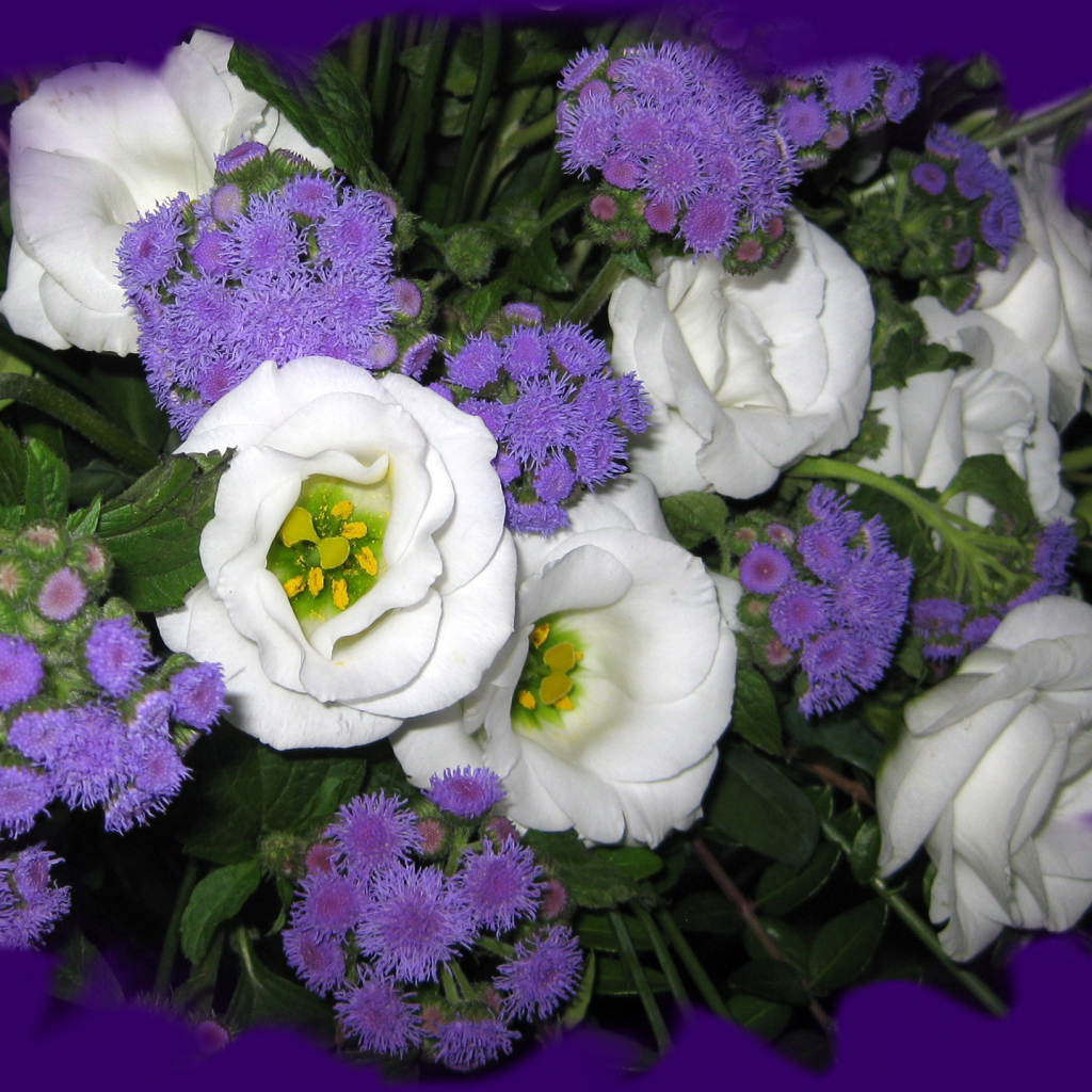 Красивые цветы эустома (ирландская роза) на клумбе в саду