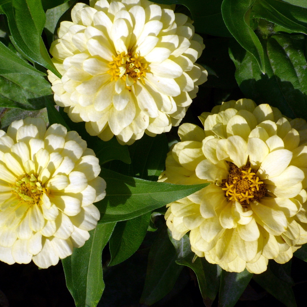 Красивые цветы цинния (циния) в саду