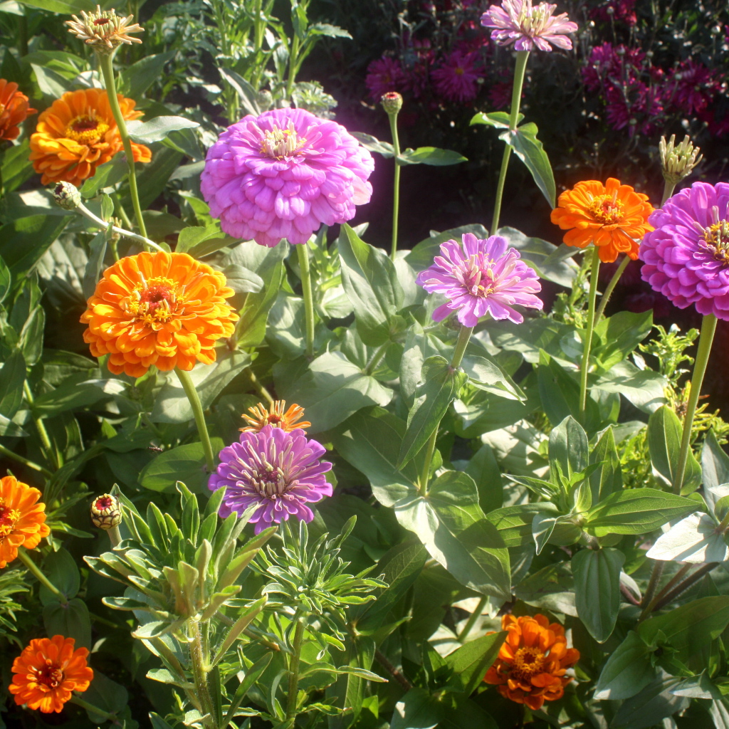 Красивые цветы цинния (циния) на клумбе в саду