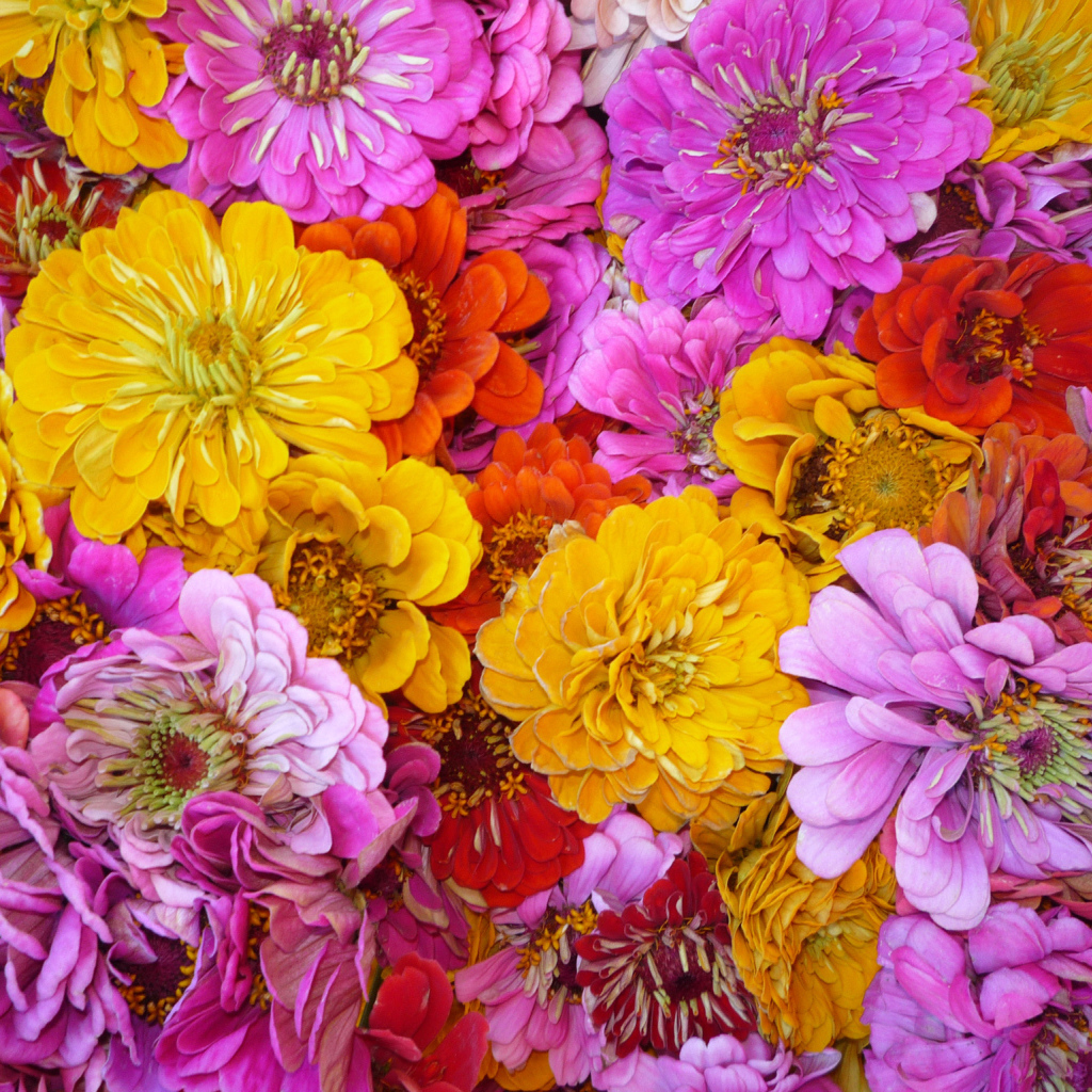 Красивые цветы цинния (циния) на поляне