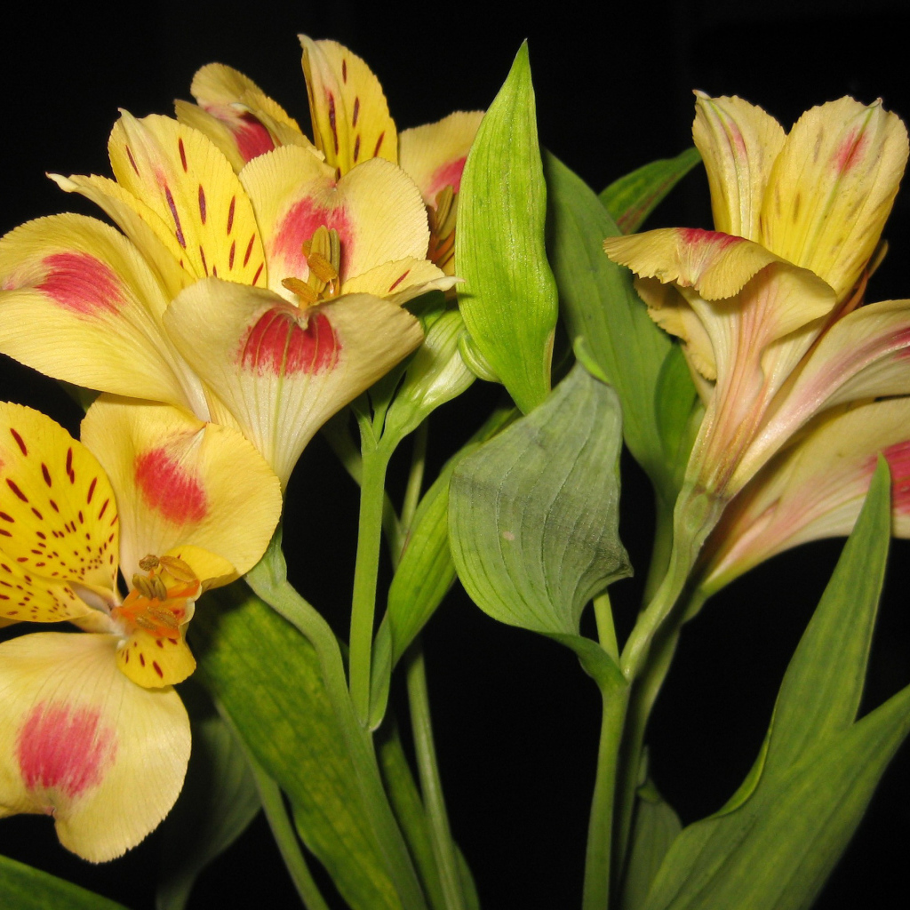 Красивые цветы альстремерия на поляне