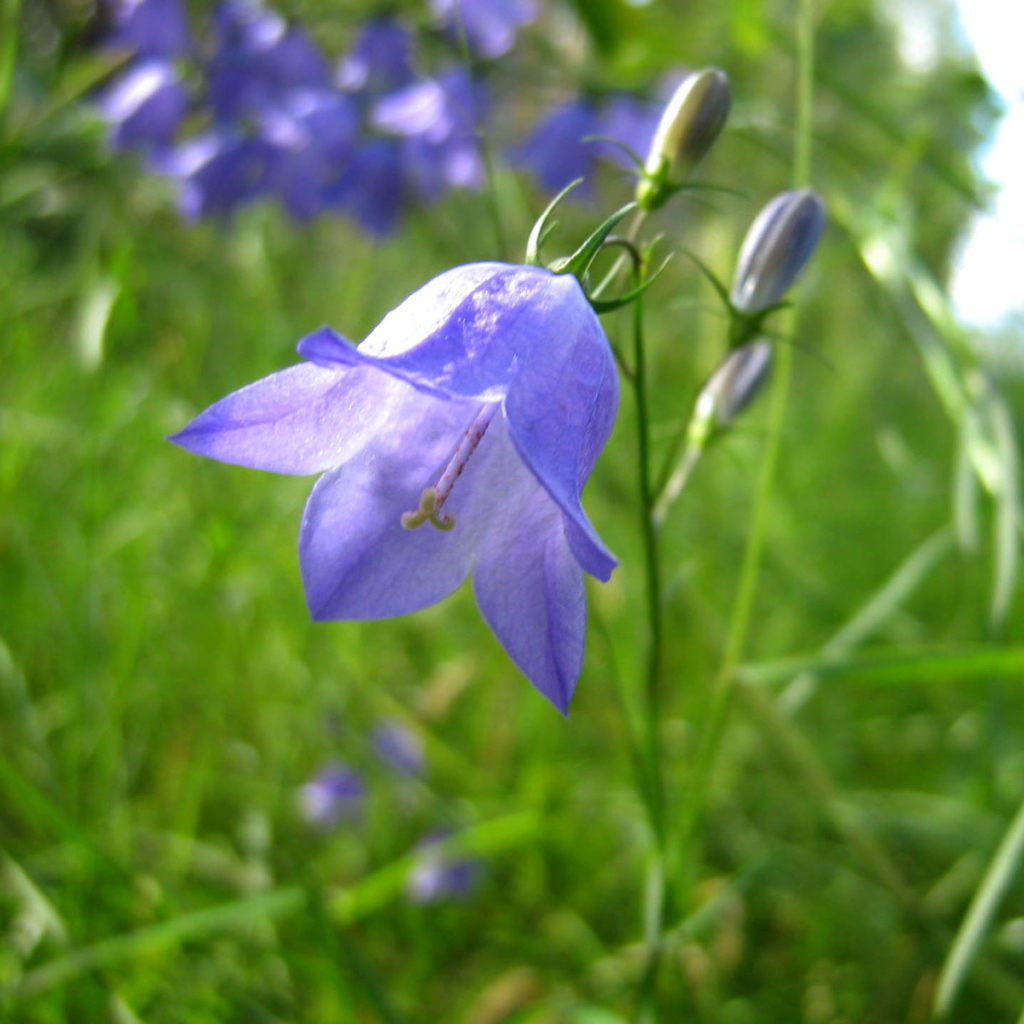 Beautiful flowers bell on a glade