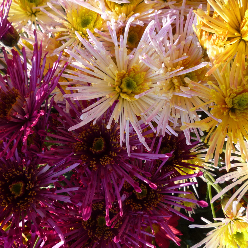 Красивые цветы хризантема в парке