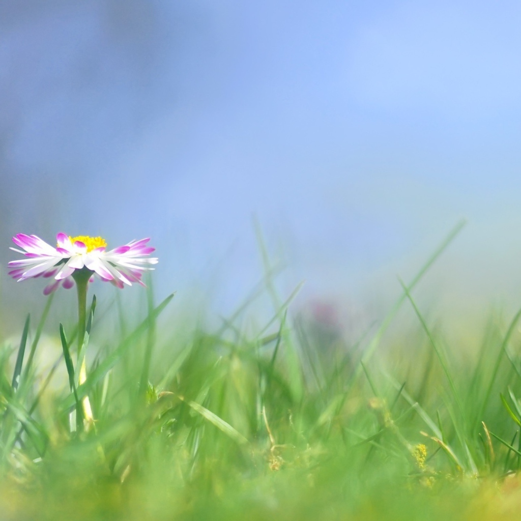 Прекрасные цветы маргаритки