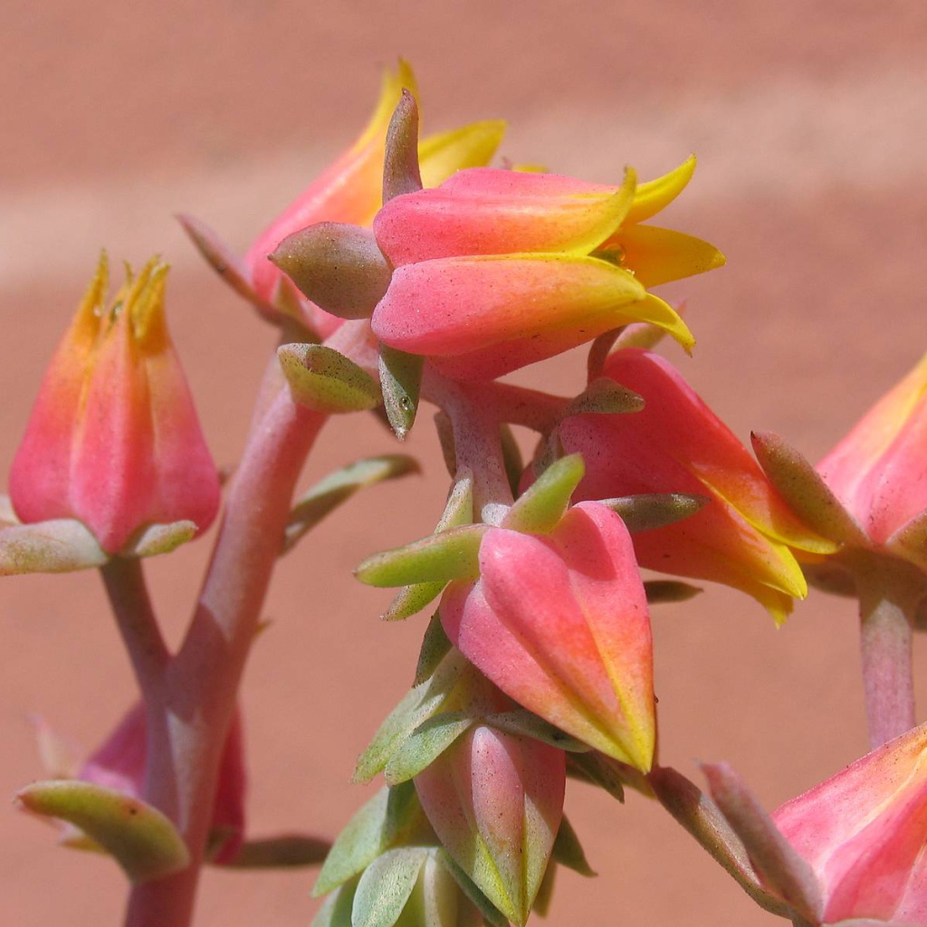 Красивые цветы эхеверия (эчеверия) на клумбе  в саду