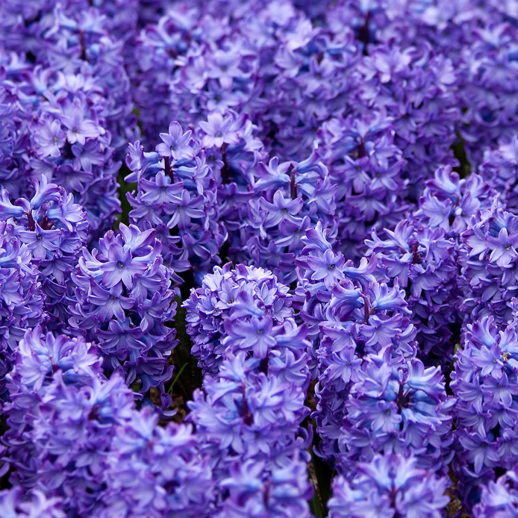 Красивые цветы гиацинты весной на поляне