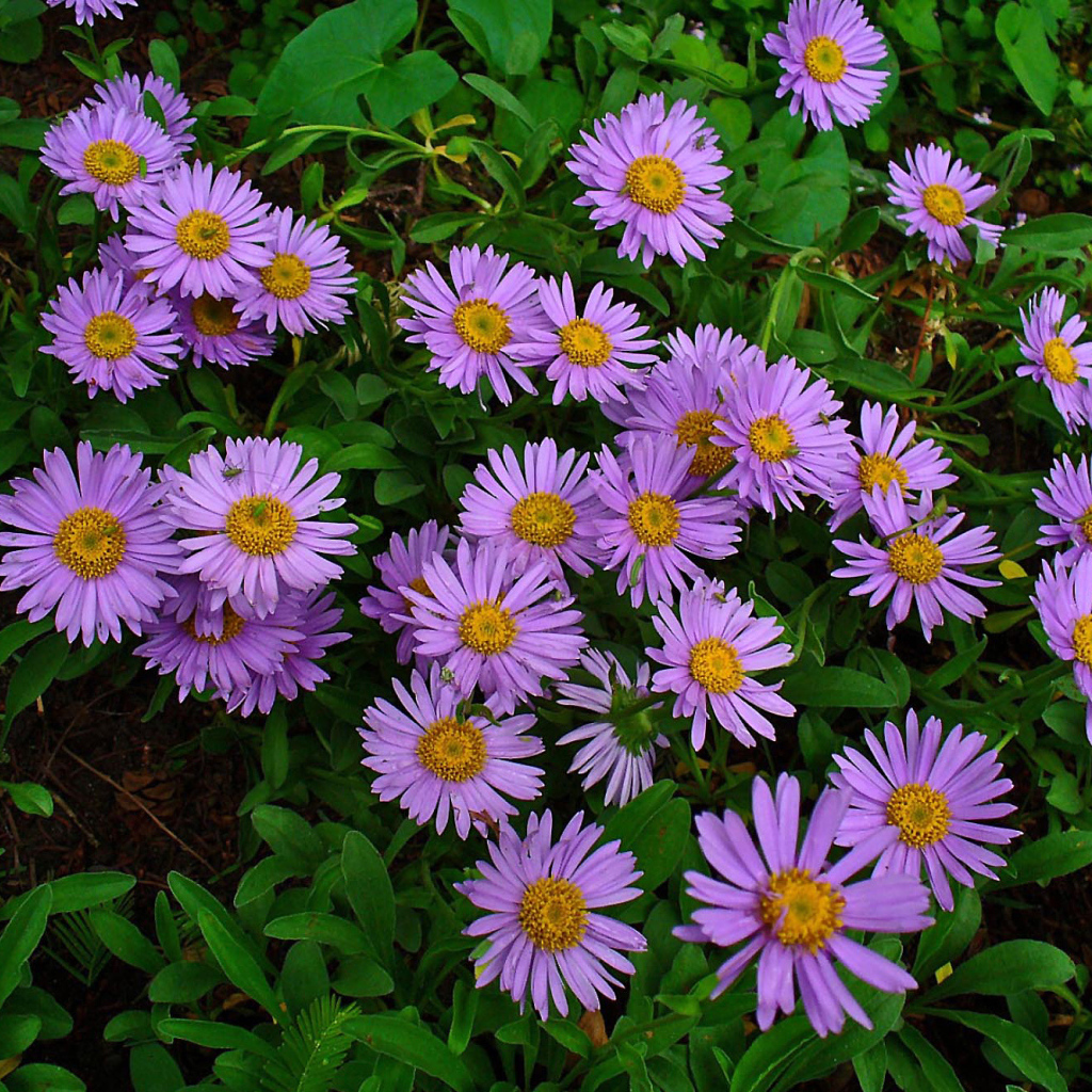 Красивые цветы астра на клумбе в саду