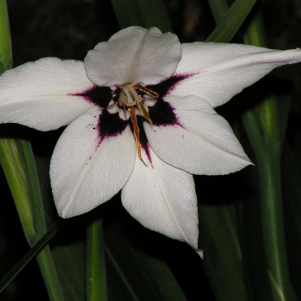 Красивые цветы ацидантера на клумбе в саду