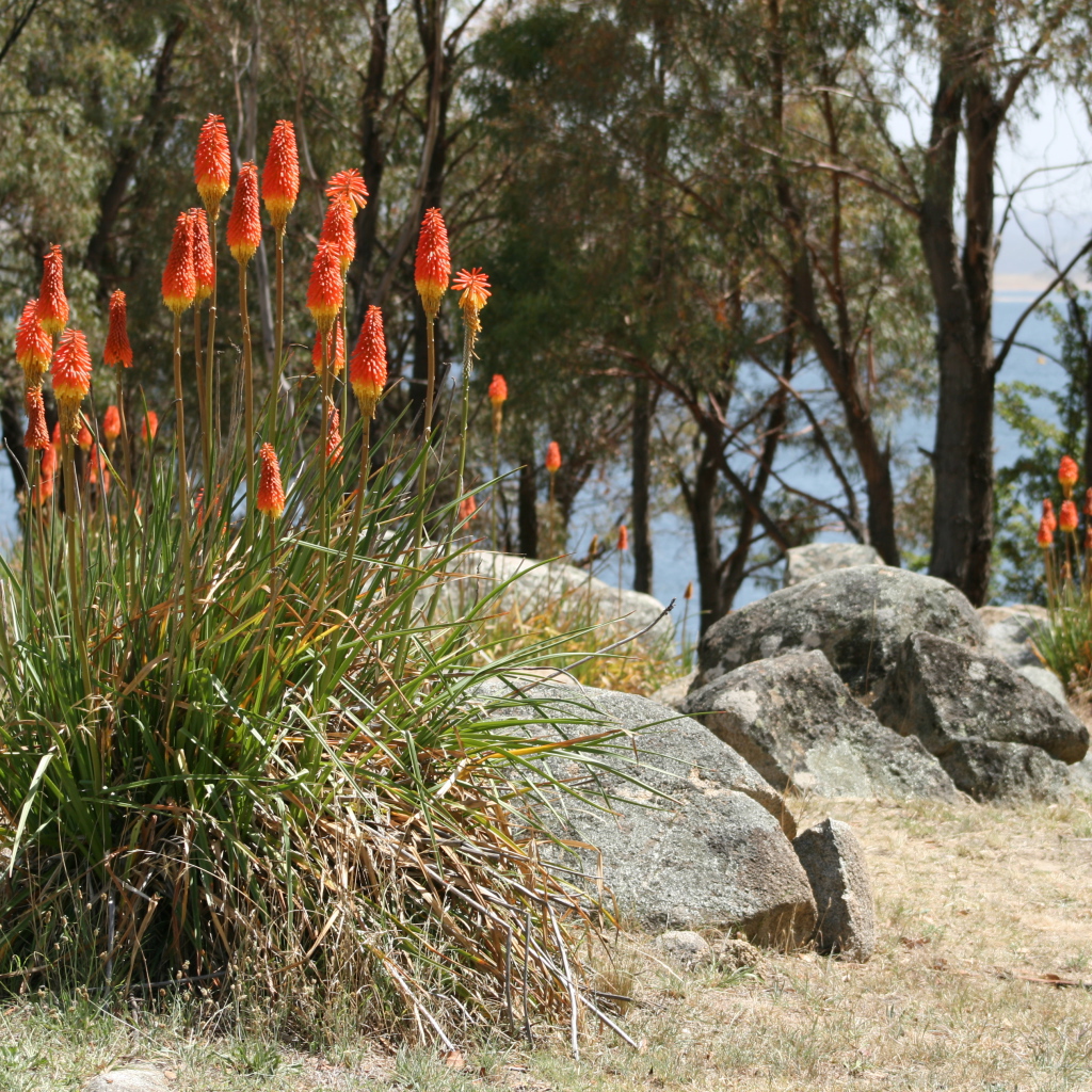 Красивые цветы кникофия на клумбе в саду
