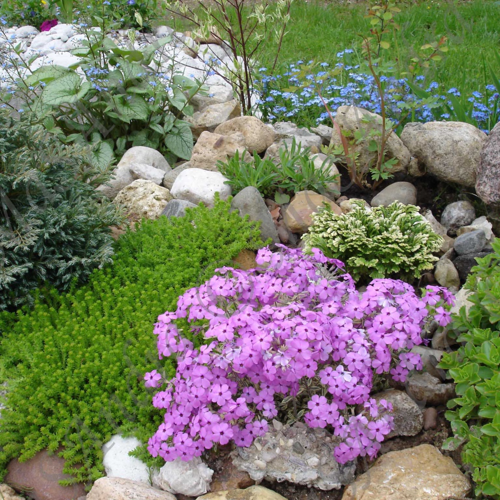 Красивые цветы армерия на клумбе в саду