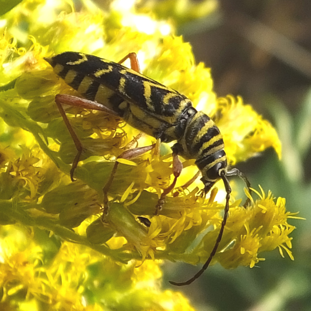 Красивые цветы венидиум на клумбе в саду