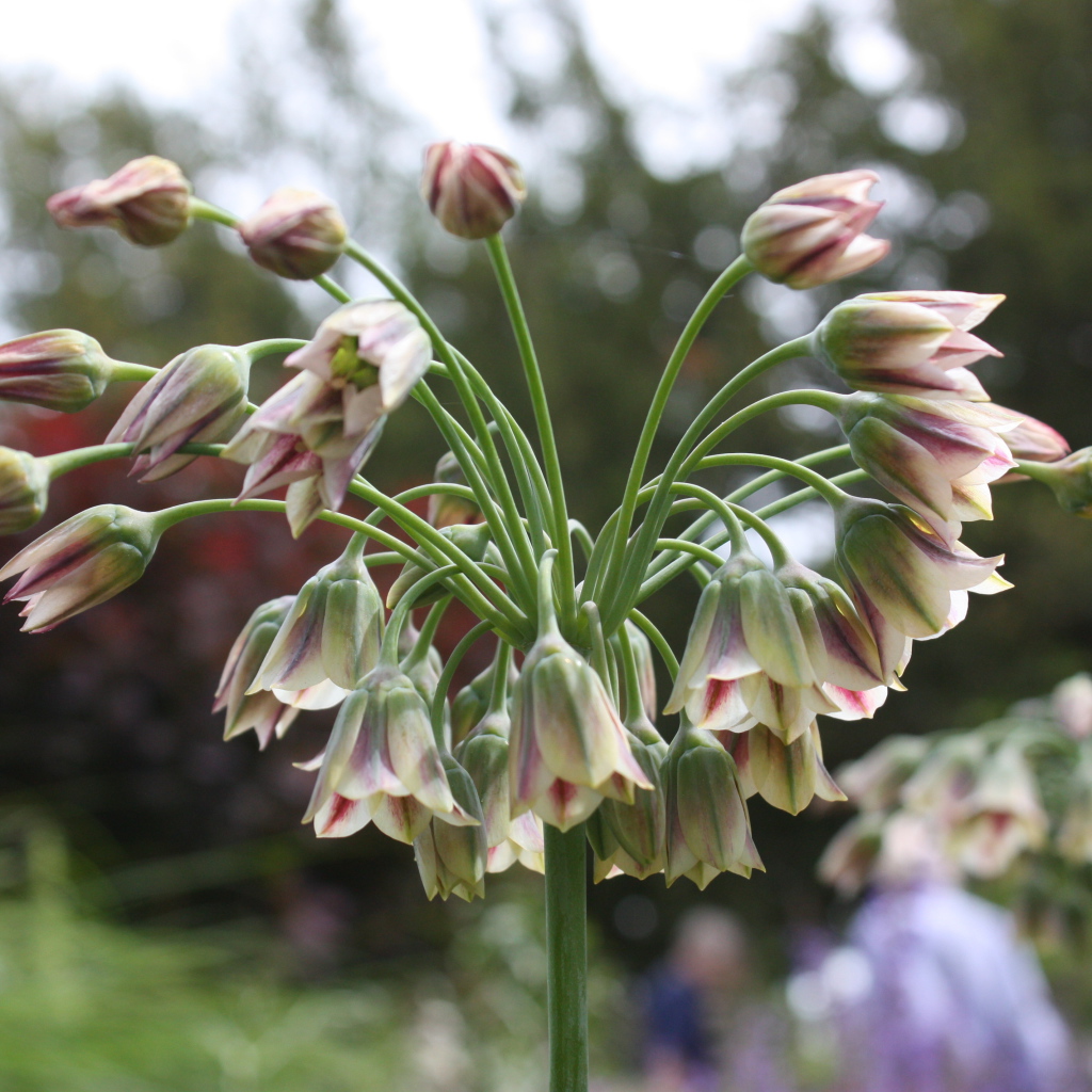 Красивые цветы нектароскордум в лесу