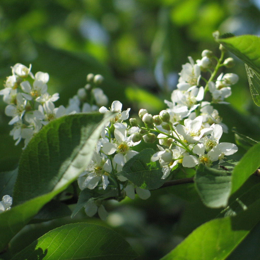 Красивые цветы бадан в лесу