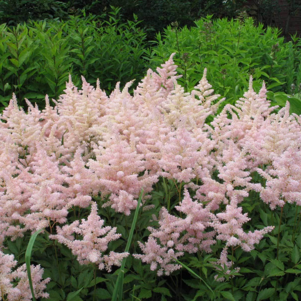 Красивые цветы астильба в саду