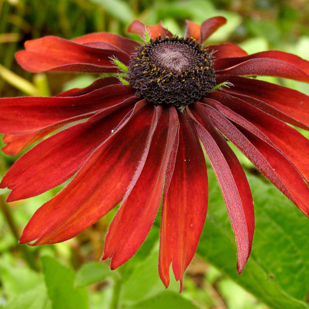 Красивые цветы рудбекия в саду