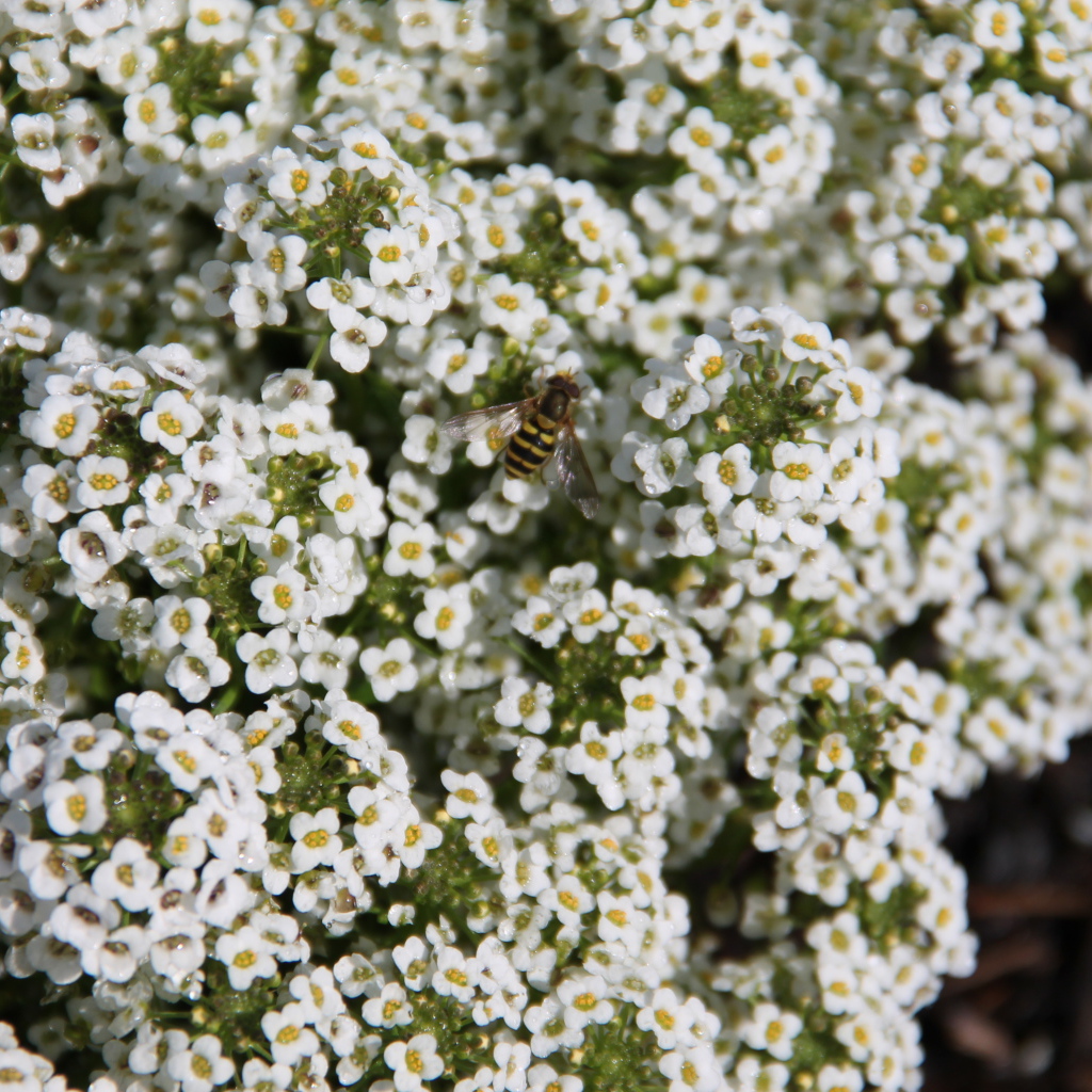 Красивые цветы алиссум в саду
