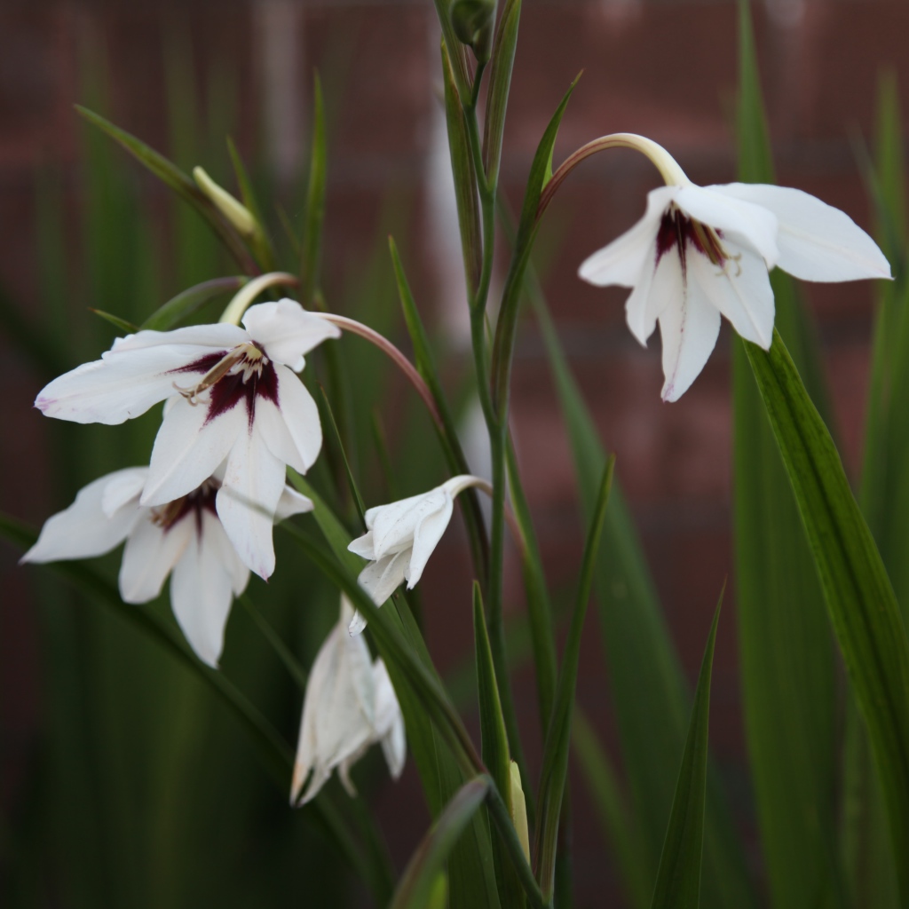 Красивые цветы ацидантера в саду