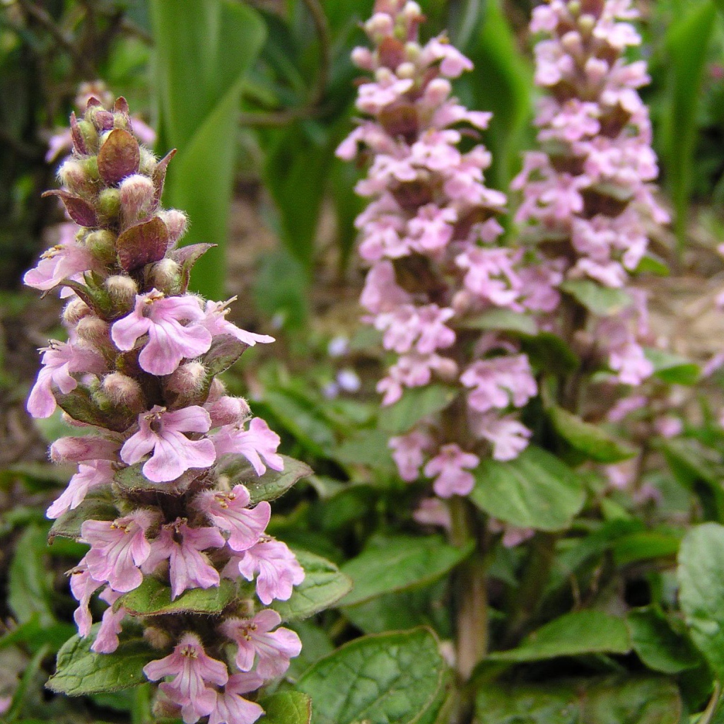 Красивые цветы аюга в саду