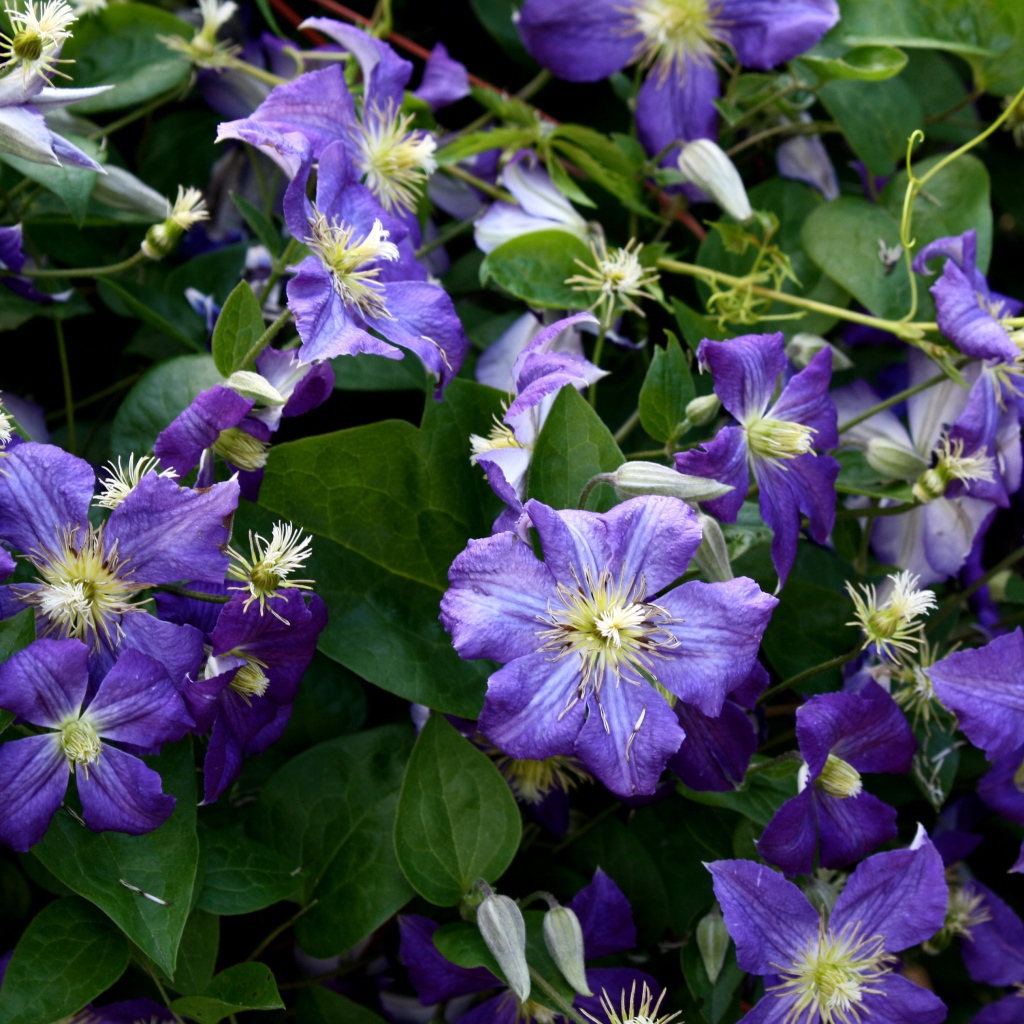 Красивые цветы клематис в саду