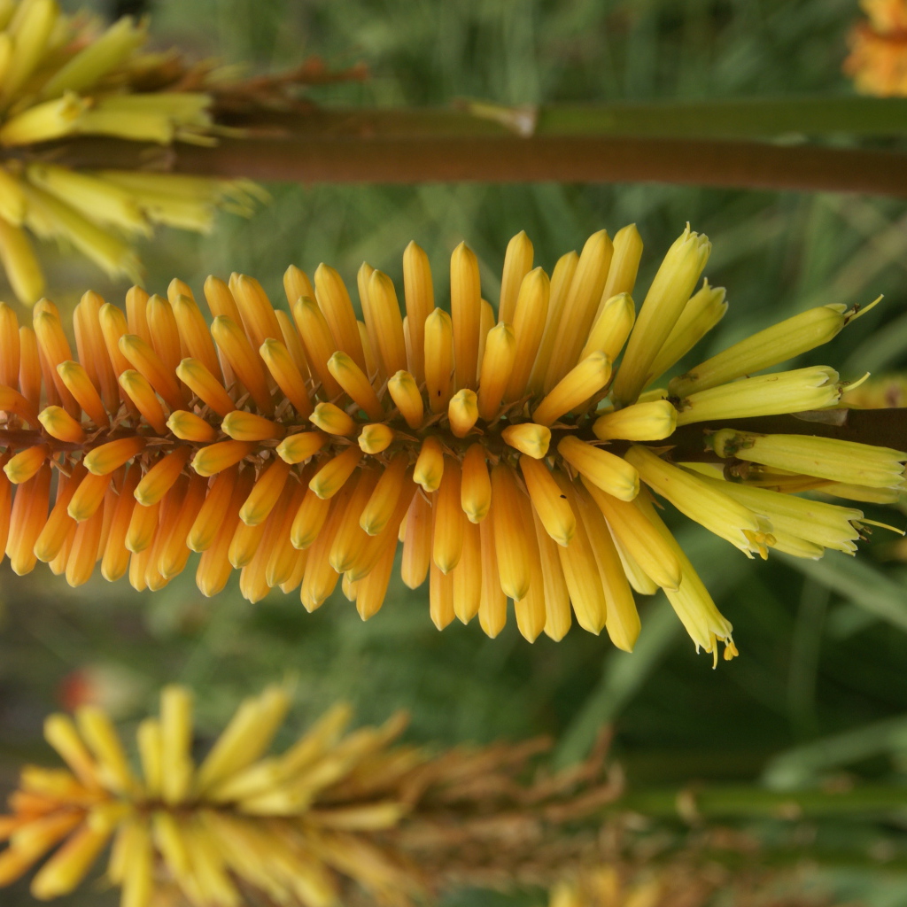 Красивые цветы кникофия в саду