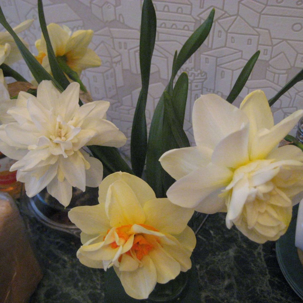 Красивые цветы нектароскордум в саду