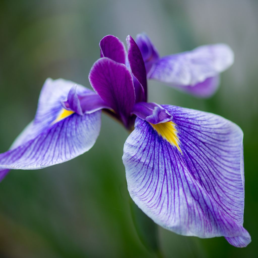 Красивые цветы ирисы в саду