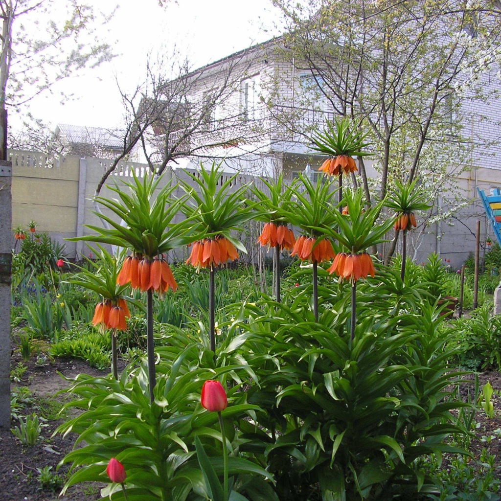 Красивые цветы рябчик императорский в саду