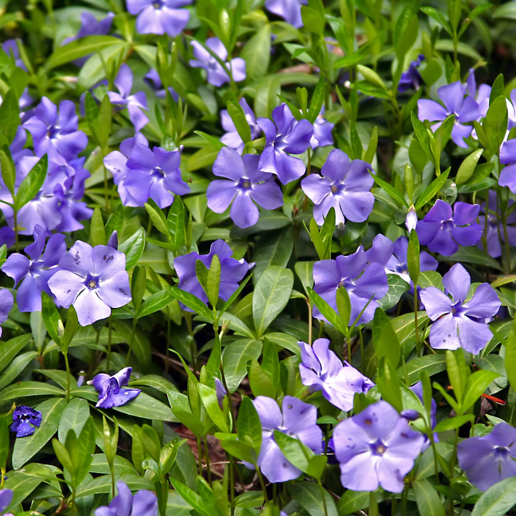 Красивые цветы барвинок в саду