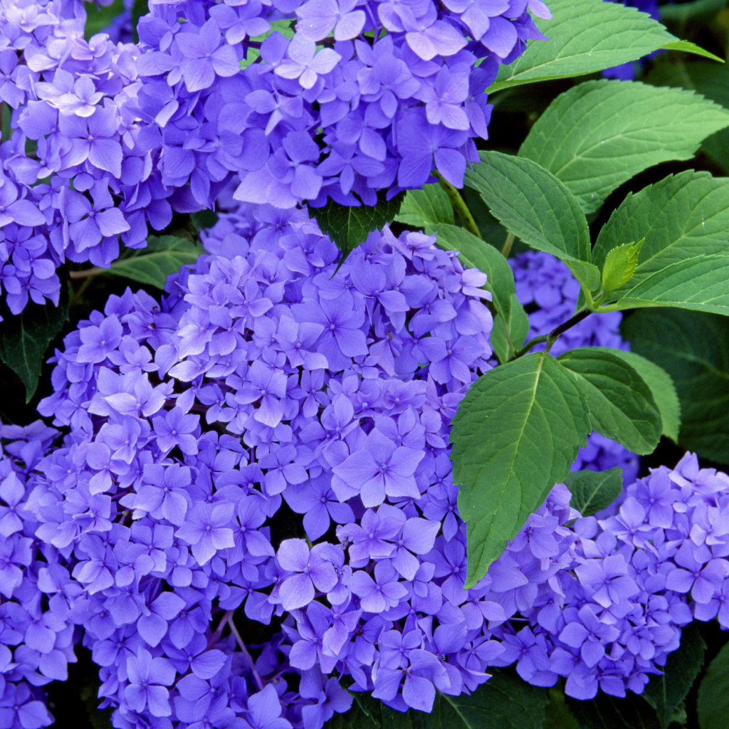 Красивые цветы вероника в саду