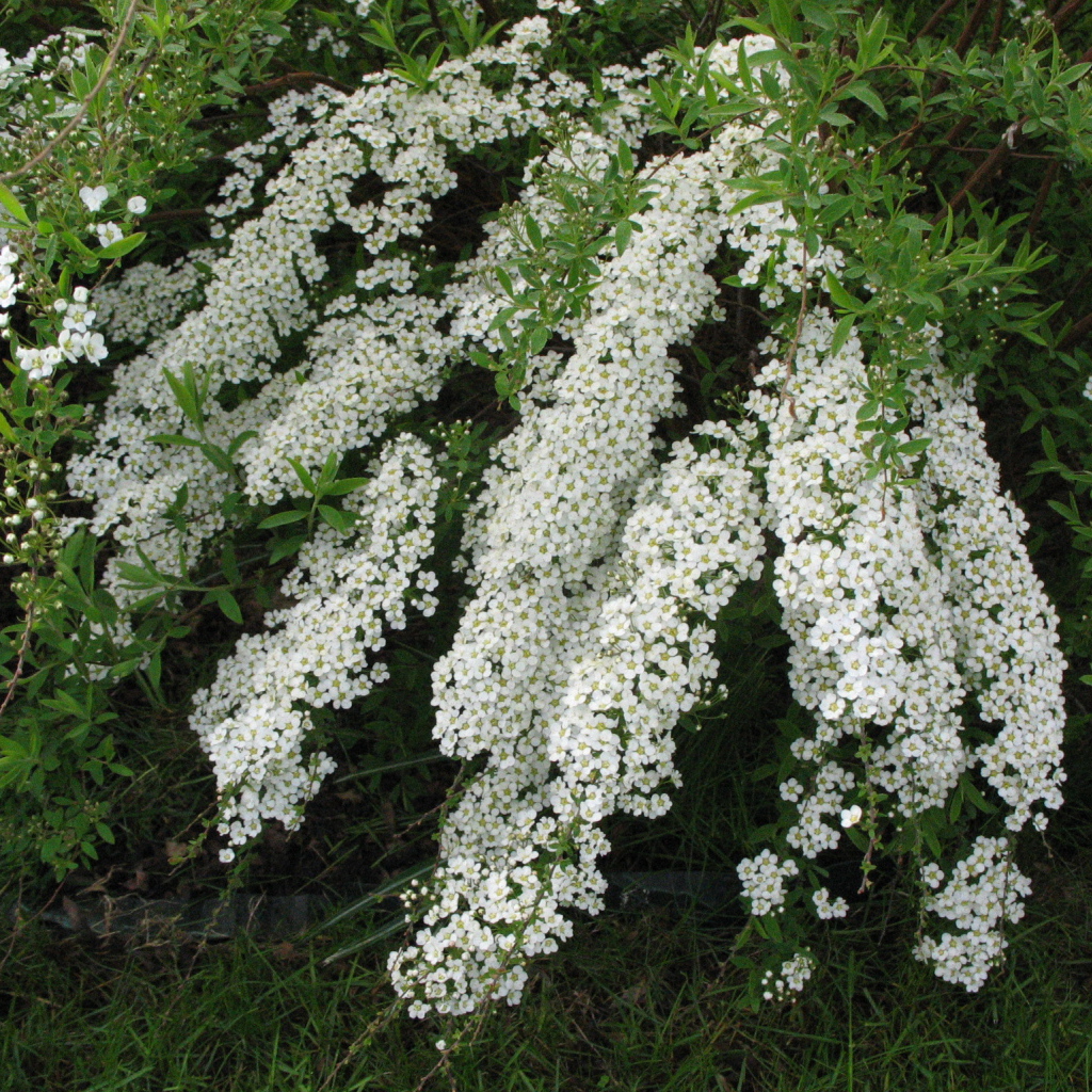 Красивые цветы спирея в саду