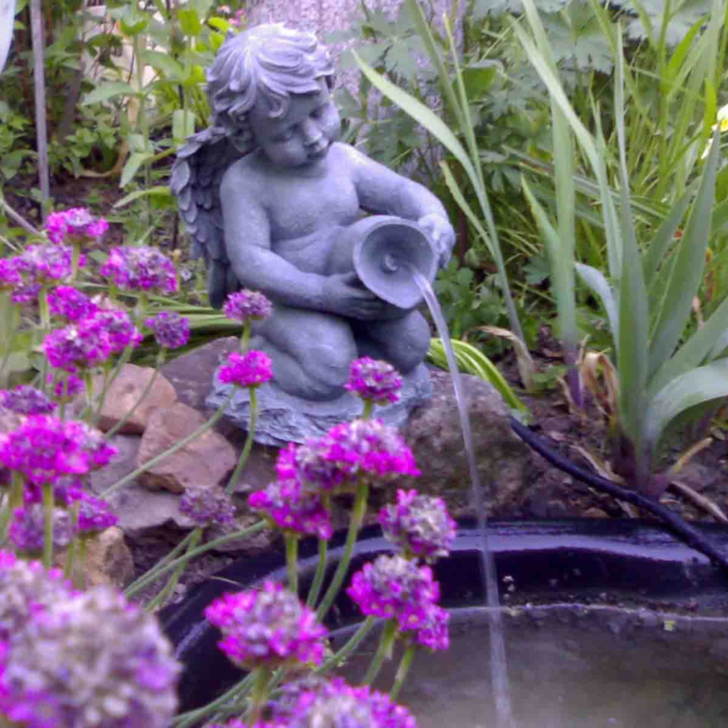 Красивые цветы армерия в саду