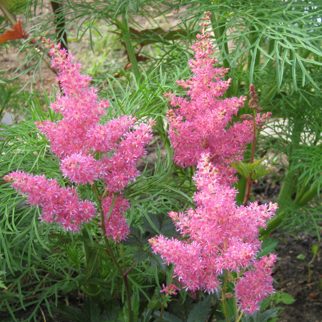 Красивые цветы астильба в парке