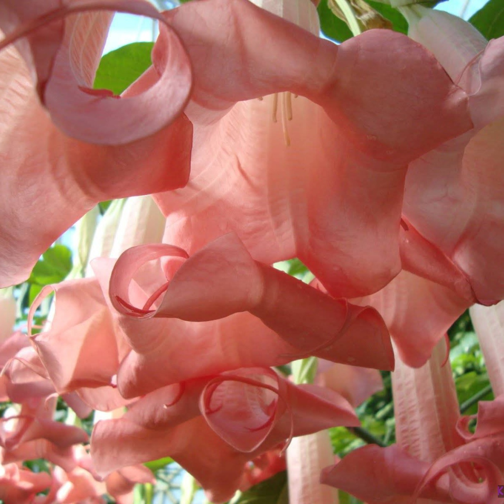 Красивые цветы бругмансия в парке