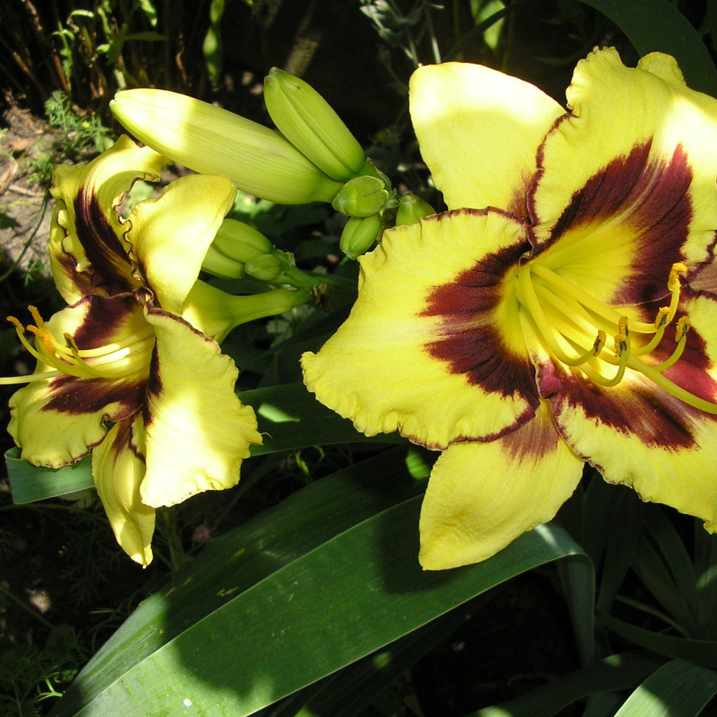 Красивые цветы лилейник в парке