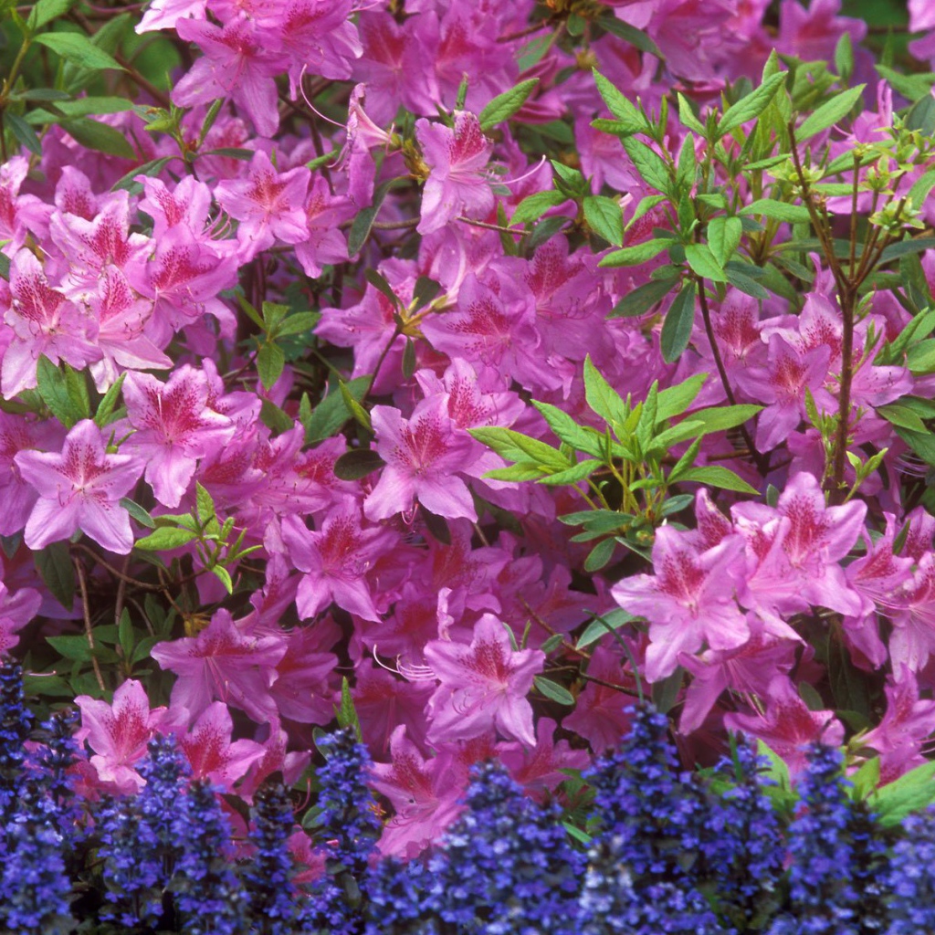 Красивые цветы аюга в парке