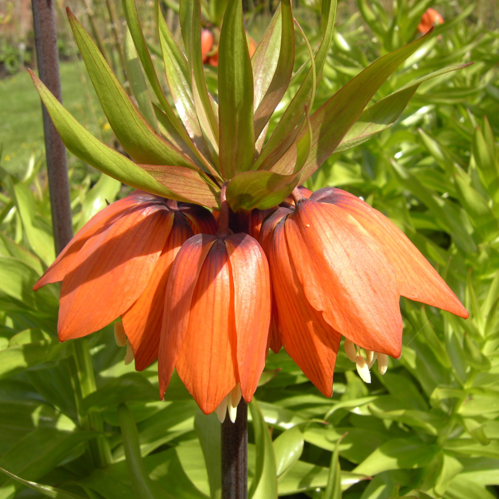 Красивые цветы рябчик императорский в парке