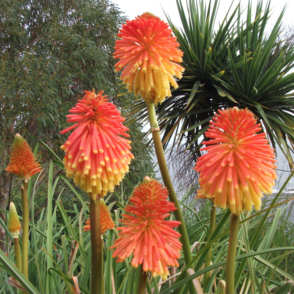 Красивые цветы кникофия в парке